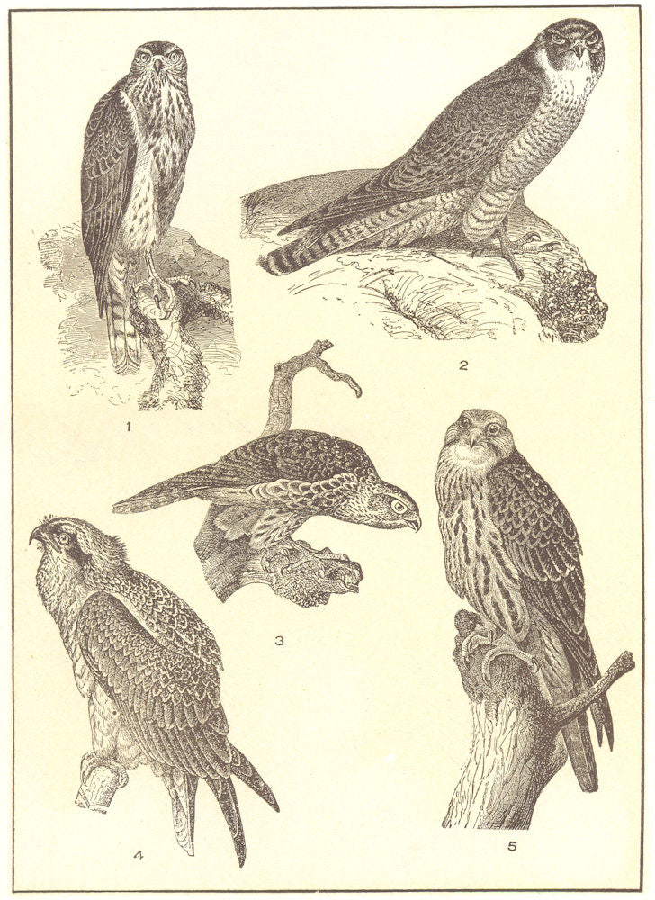BIRDS. Falcons; Goshawk; Marsh Hawk; Pigeon Merlin; Fish; Saker Falcon 1907
